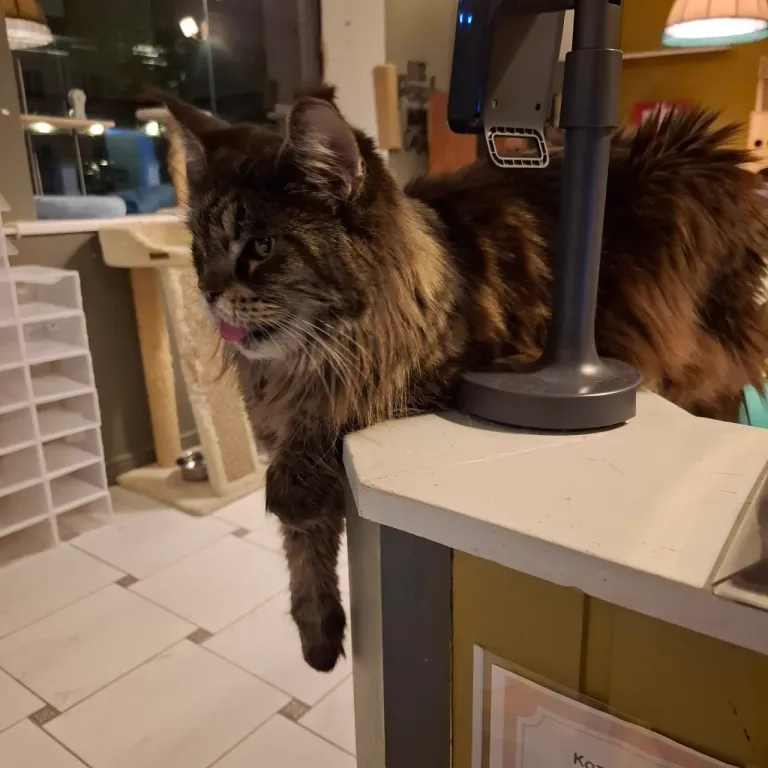 Интерьер котокафе