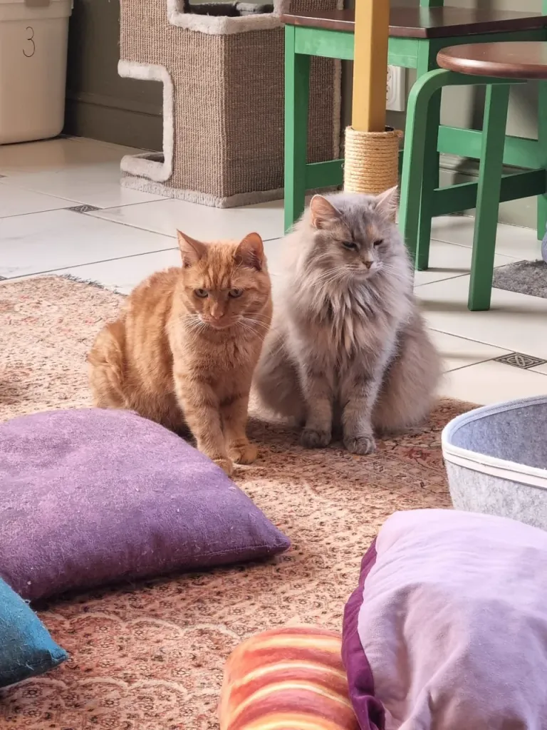 Интерьер котокафе