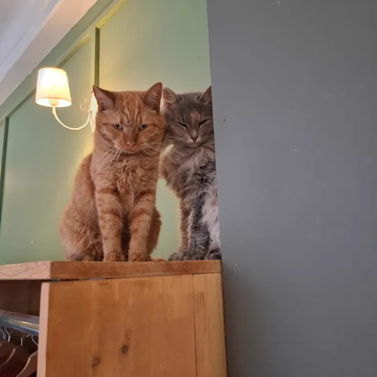 Интерьер котокафе