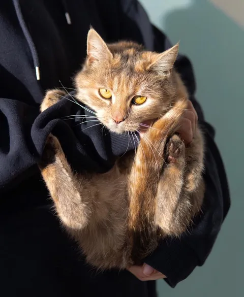 Кошка Серка из котокафе — фото 2
