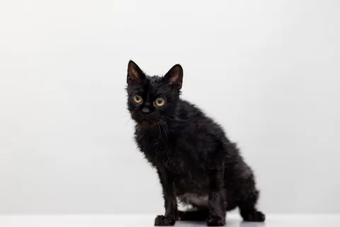 Кот Биба из котокафе — фото 5