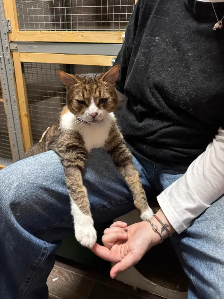 Интерьер котокафе