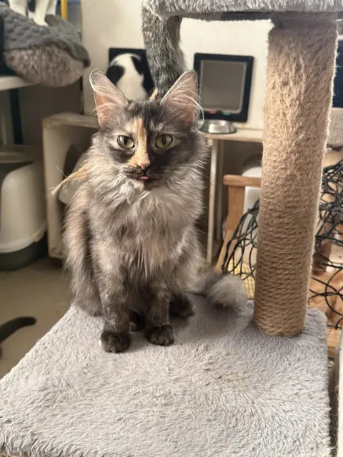 Кошка Айса из котокафе — фото 2
