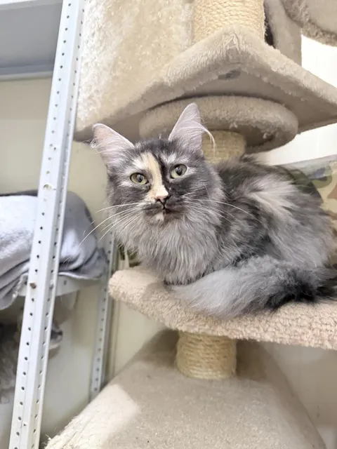 Кошка Айса из котокафе — фото 4