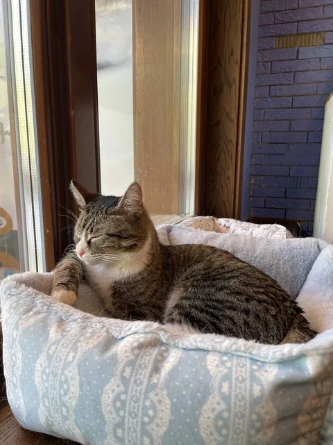 Кот Листик из котокафе — фото 9