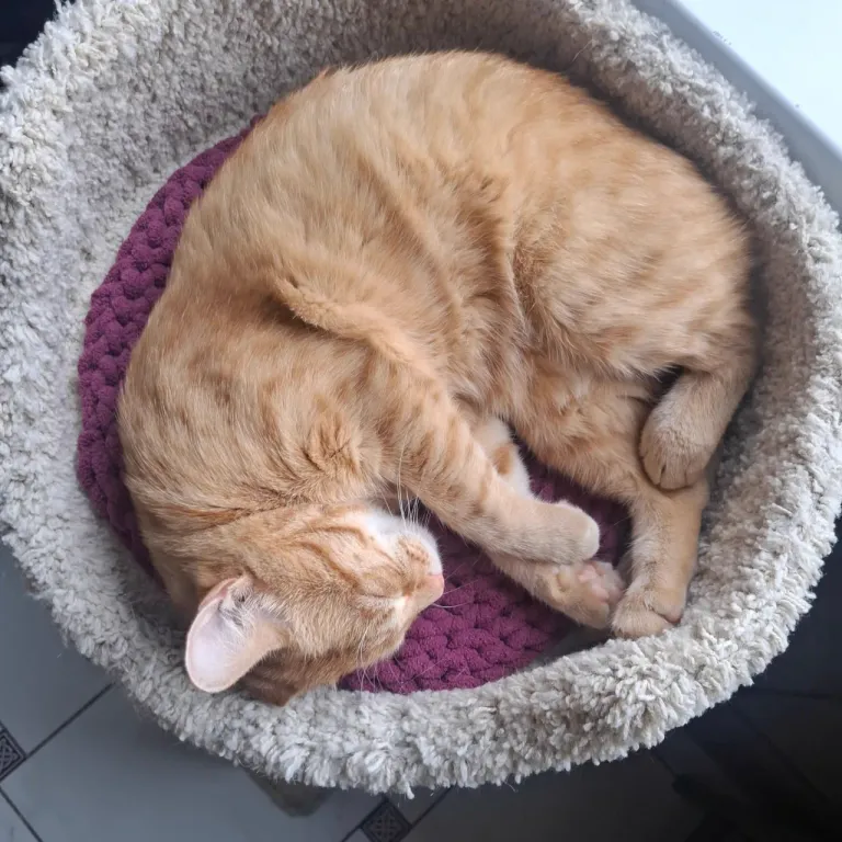 Интерьер котокафе