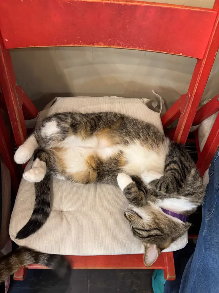 Интерьер котокафе