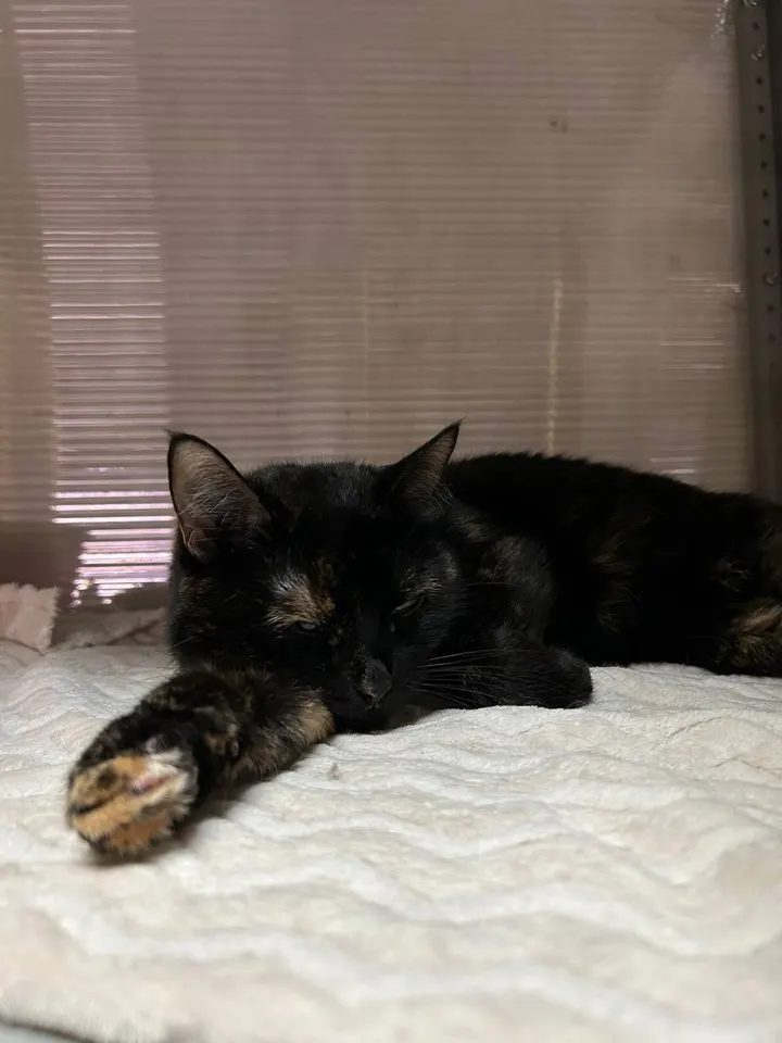 Кошка Таис из котокафе — ищет дом