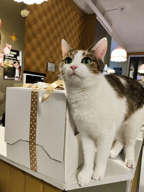 Кошка Пастила из котокафе — фото 7