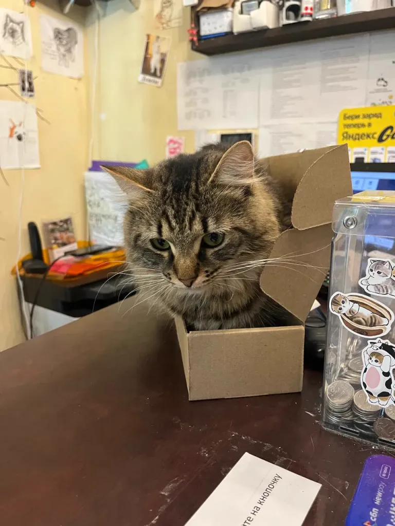 Интерьер котокафе