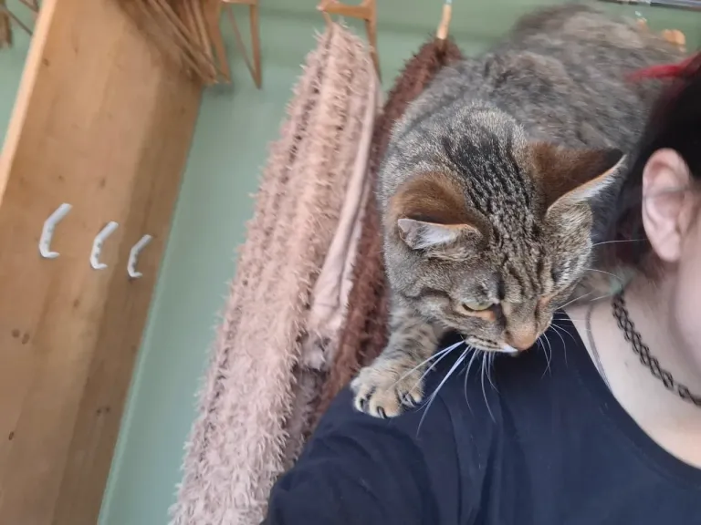 Интерьер котокафе