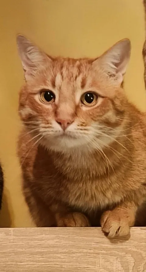 Кот Рычик из котокафе — фото 1