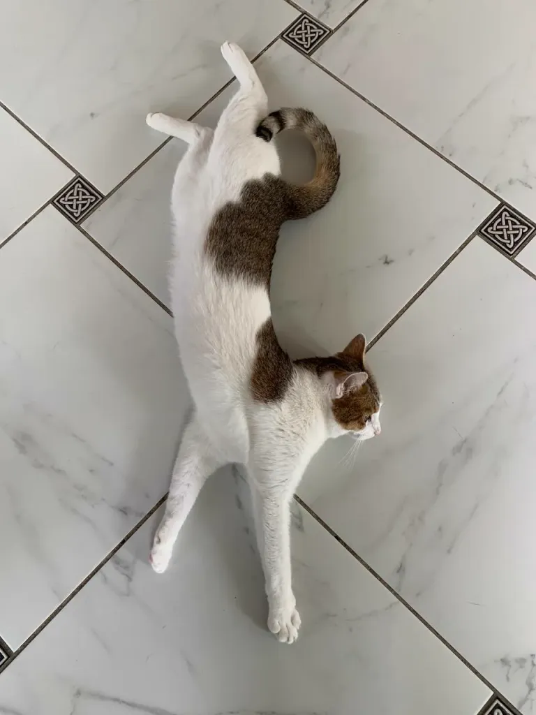 Интерьер котокафе