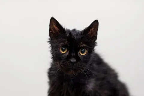 Кот Биба из котокафе — фото 6