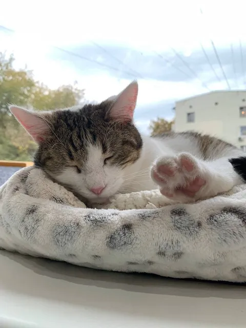 Кошка Пастила из котокафе — фото 5