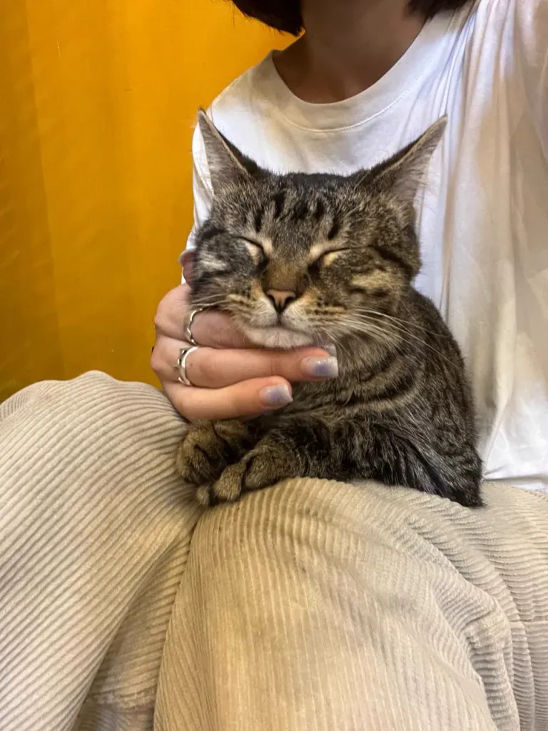 Интерьер котокафе