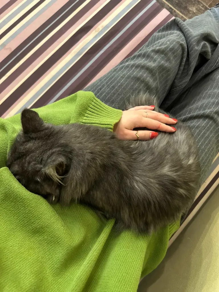 Интерьер котокафе