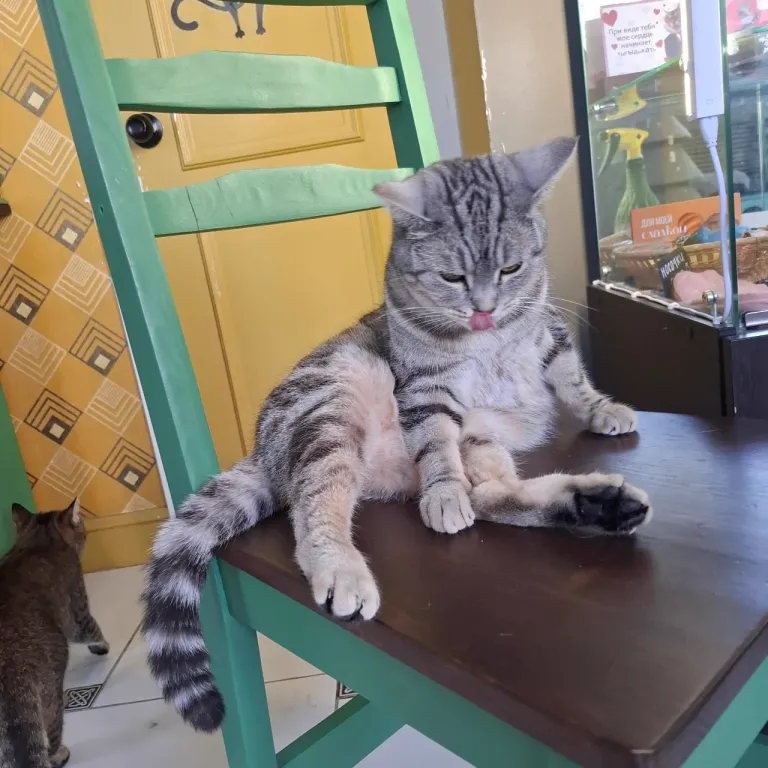 Интерьер котокафе