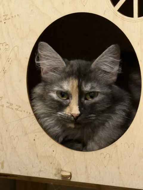 Кошка Айса из котокафе — фото 1