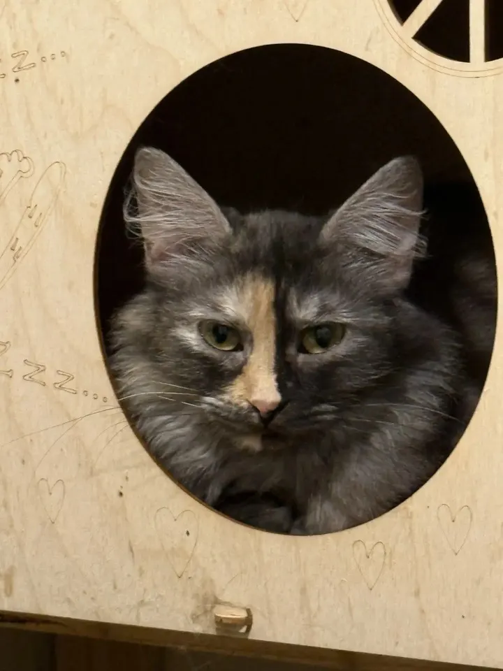 Кошка Айса из котокафе — ищет дом