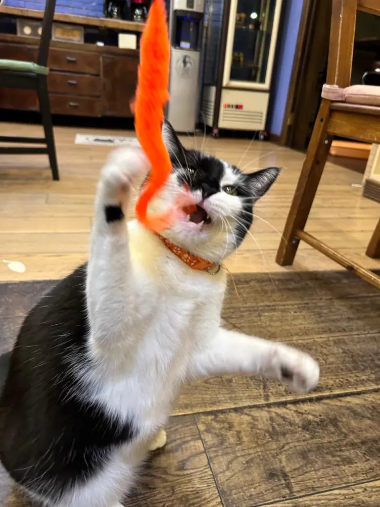 Интерьер котокафе