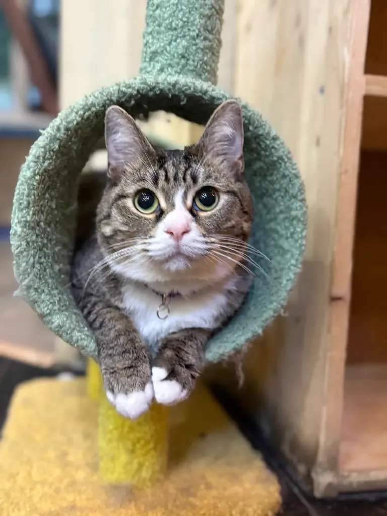 Интерьер котокафе
