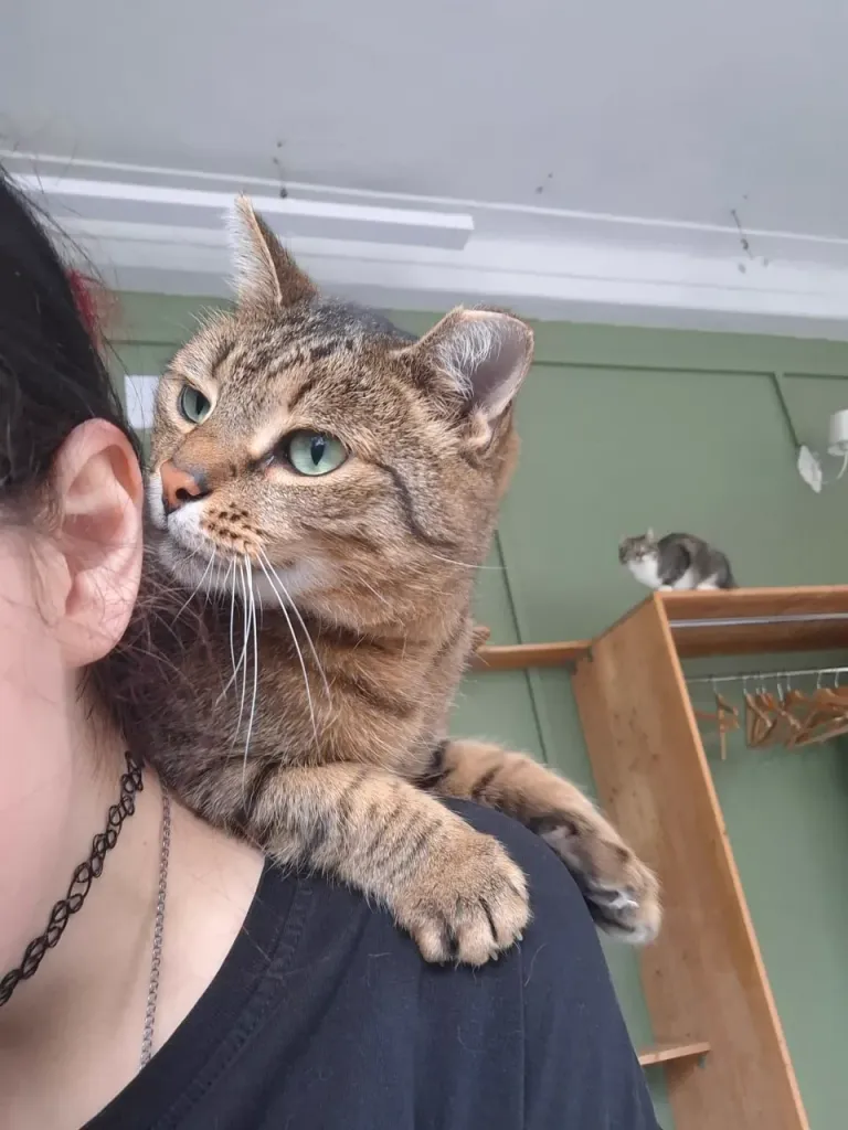 Интерьер котокафе