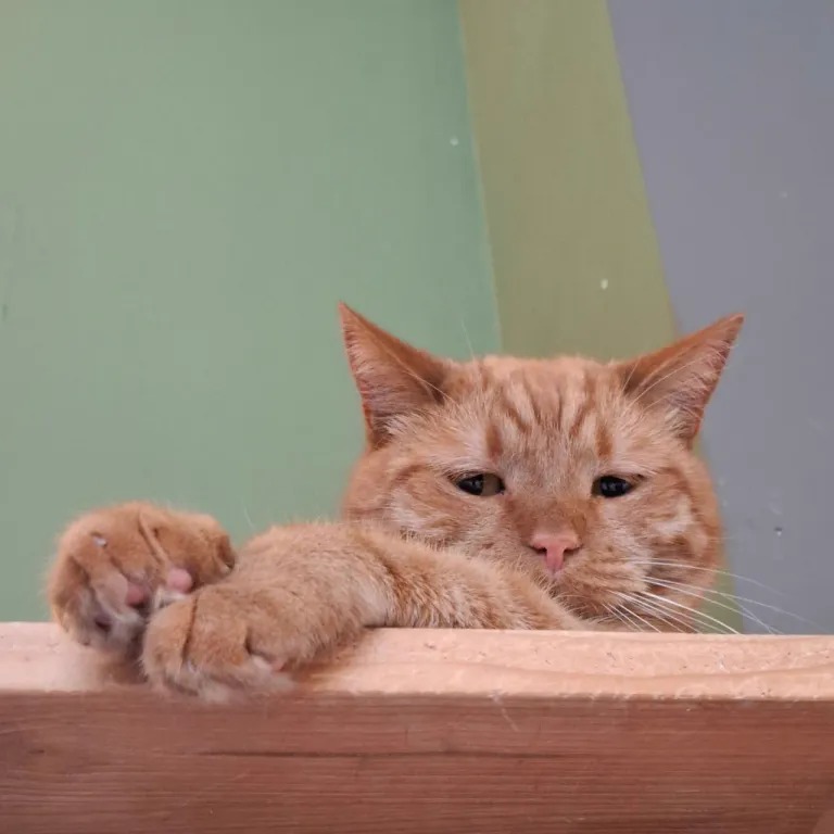 Интерьер котокафе