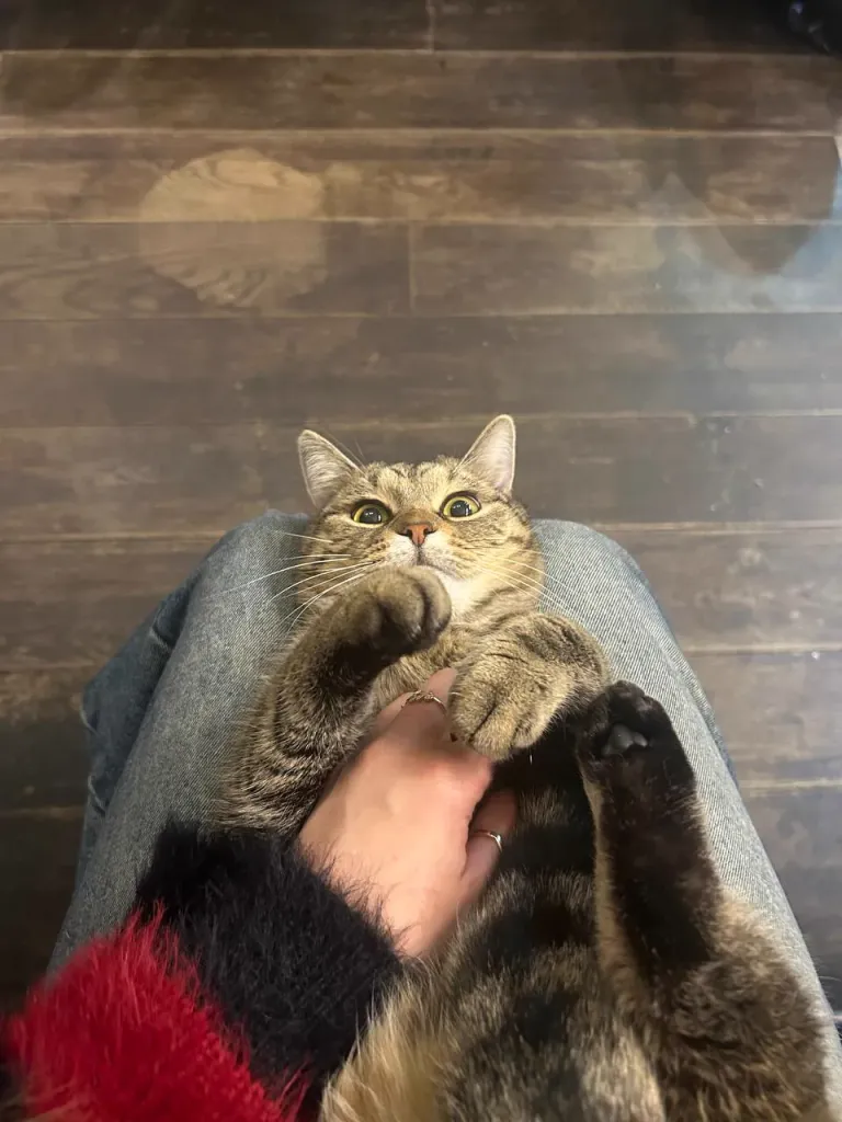 Интерьер котокафе