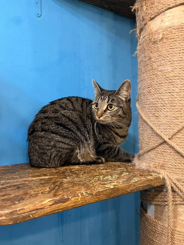 Кошка Маша из котокафе — ищет дом