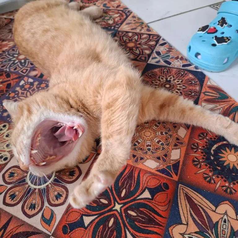 Интерьер котокафе