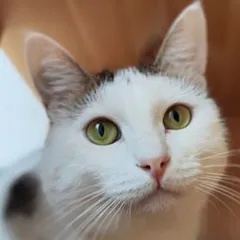 Эшли