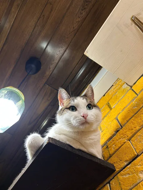 Кот Кефир из котокафе — фото 3
