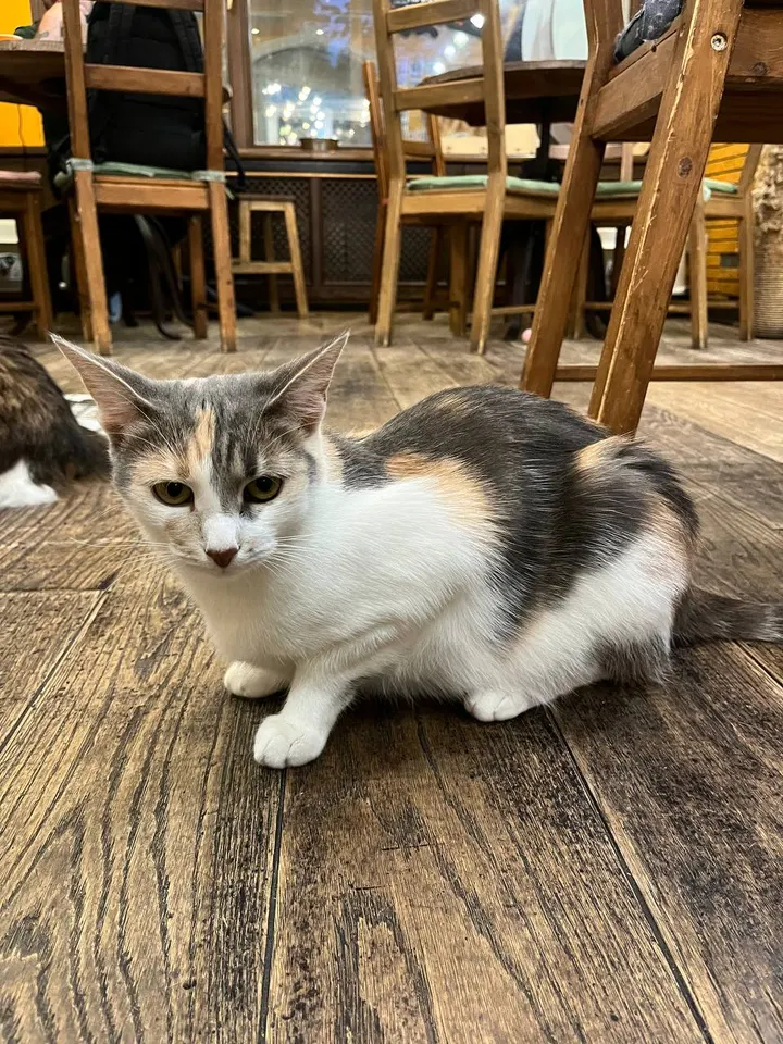 Кошка Юша из котокафе — ищет дом