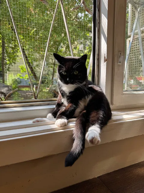 Кот Гелик из котокафе — фото 7