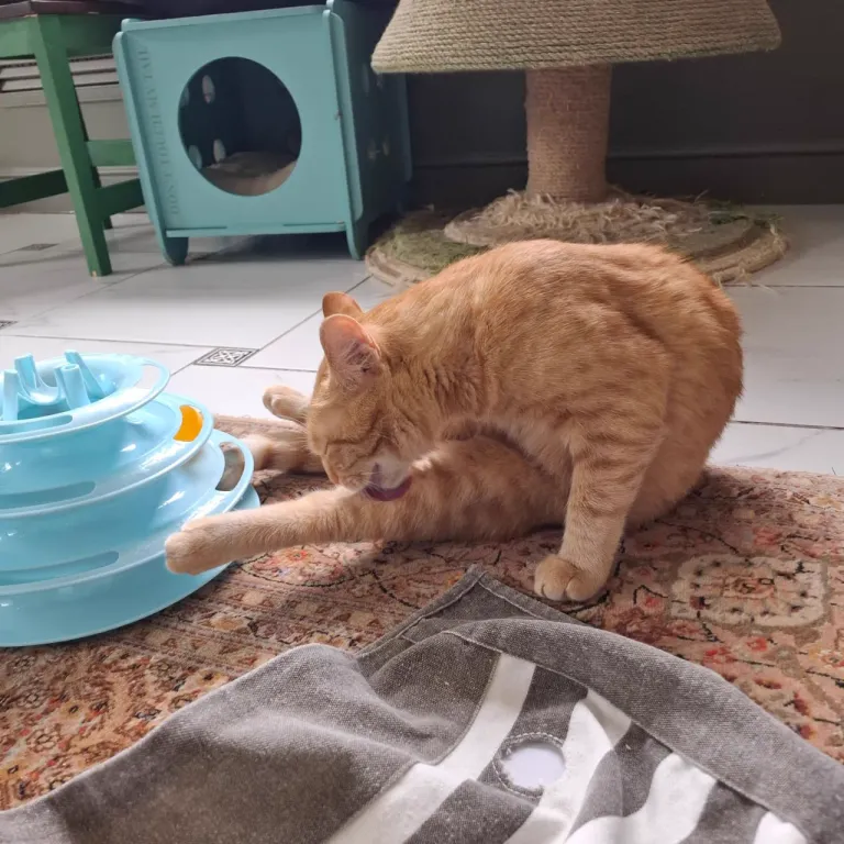 Интерьер котокафе