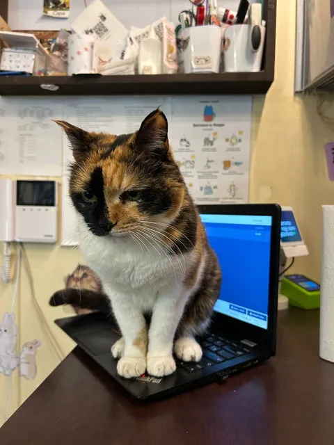 Кошка Маня из котокафе — фото 9