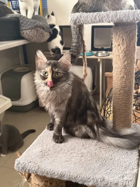 Кошка Айса из котокафе — фото 3
