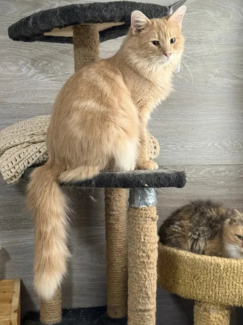 Кот Альберт из котокафе — фото 6