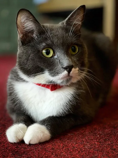 Кот Микки из котокафе — фото 6