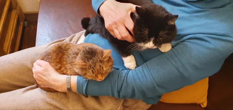 Интерьер котокафе
