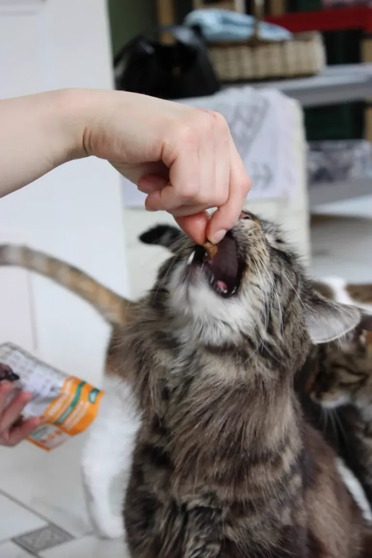 Интерьер котокафе