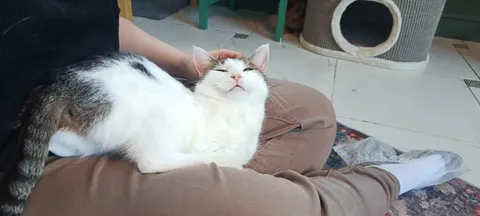 Кошка Стася из котокафе — фото 7