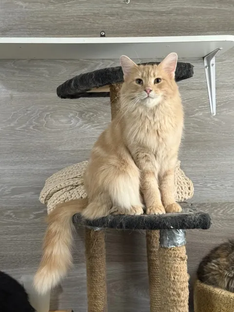 Кот Альберт из котокафе — фото 2
