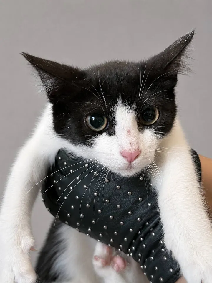 Кошка Лея из котокафе — ищет дом