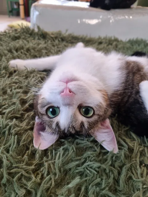 Кошка Пастила из котокафе — фото 2