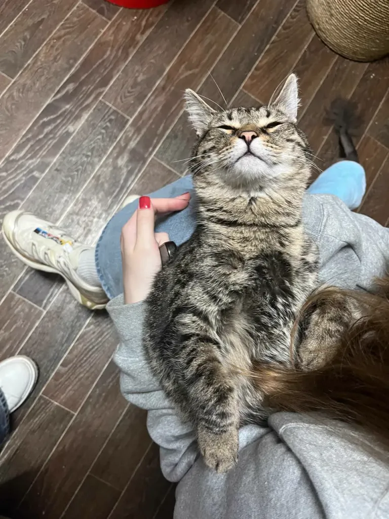Интерьер котокафе