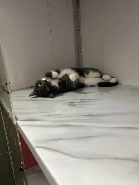 Кот Микки из котокафе — фото 8