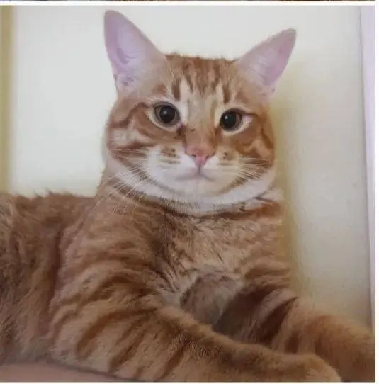 Кот Рычик из котокафе — ищет дом