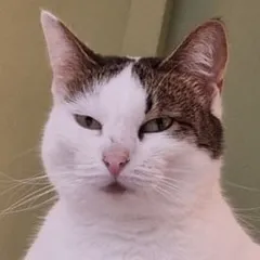 Тортик